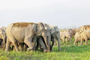 Prairie: Asian elephant (Elephas maximus)