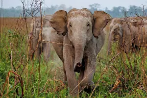 Prairie: Asian elephant (Elephas maximus)