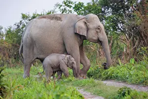 Prairie: Asian elephant (Elephas maximus)