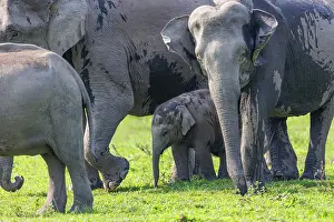 Prairie: Asian elephant (Elephas maximus)