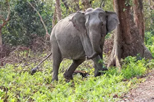 Prairie: Asian elephant (Elephas maximus)