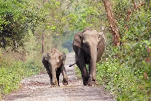Assam: Asian elephant (Elephas maximus)