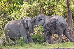 Combat: Asian elephant (Elephas maximus)