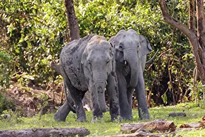 Combat: Asian elephant (Elephas maximus)