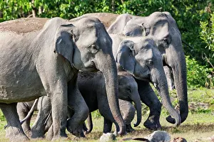 Assam: Asian elephant (Elephas maximus)