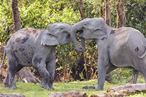 Combat: Asian elephant (Elephas maximus)