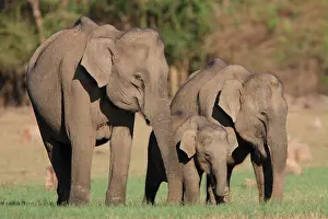 Ghats: Asian Elephant (Elephas maximus), family group