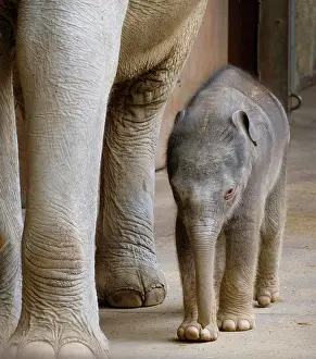Indicus: Asian elephant (Elephas maximus indicus), elephant