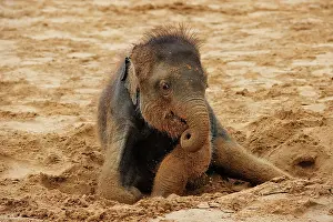 Wallow: Asian elephant (Elephas maximus indicus), Young