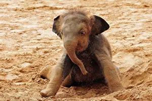 Dusty: Asian elephant (Elephas maximus indicus), young