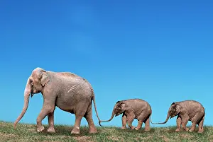 Nosed: Asian elephant (Elephas maximus) with young, lat