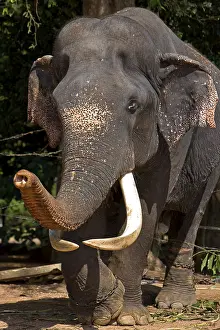 Attach: Asian Elephant in the eyes slashed following ill treatment