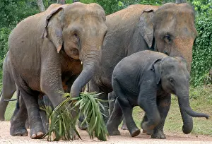 Orphan: Asian Elephant: females with juvenile at Elephant Orphanage