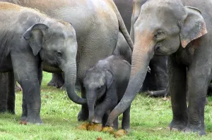 Faeces: Asian Elephant - females showing baby elephant
