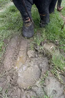 Pugmarks: Asian Elephant: footprints in mud