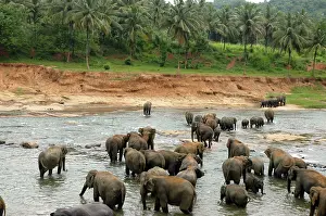 Orphan: Asian Elephant: herd bathing in the river