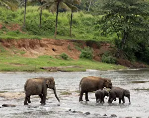 Orphan: Asian Elephant: herd bathing in the river