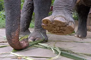 Nails: Asian Elephant: left forefoot raised to show sole