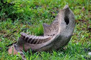 Assam: Asian elephant, lower jaw
