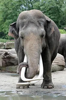 Extremely: Asian Elephant - mature bull with extremely long tusks