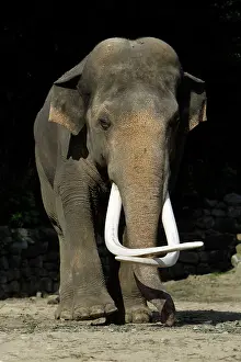 Extremely: Asian Elephant - mature bull with extremely long tusks