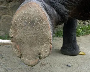 Toes: Asian Elephant: right hind foot raised to show sole