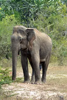 270819: Asian Elephant - young male, Bundala, Sri Lanka