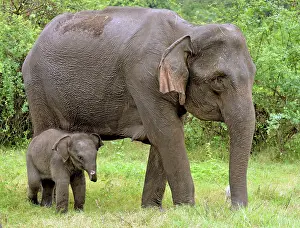 Asian Elephant young with its mother