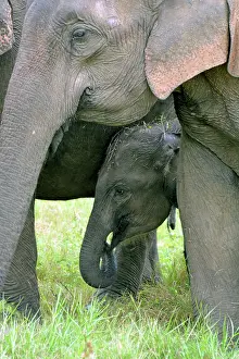 Asian Elephant young with its mother