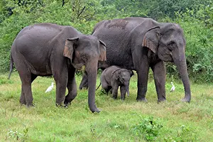 Asian Elephant young with its mother and aunt