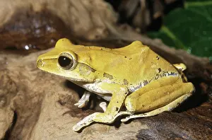 Malayan: Asian Foam-nest Treefrog