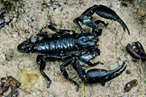 Scorpions: Asian Forest Scorpion