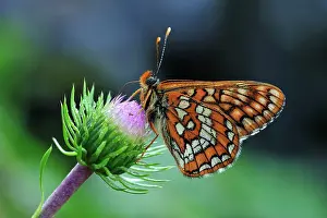 Fritillaries: Asian Fritillary