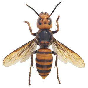 Motor: Asian Giant Hornet, Japanese giant hornet, also