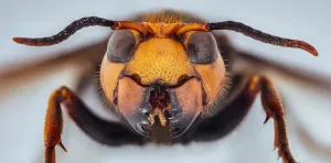 Motor: Asian Giant Hornet, Japanese giant hornet, also