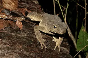 Malay: Asian Giant Toad