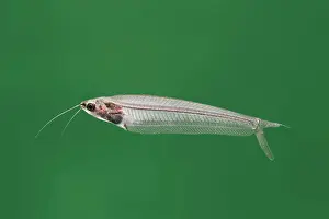 Catfishes: Asian Glass catfish - side view