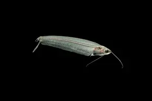 Barbel: Asian Glass catfish - side view