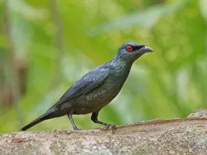 Starling: Asian Glossy Starling Aplonis panayensis Sabah