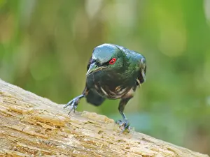 Malaysia: Asian Glossy Starling Aplonis panayensis Sabah