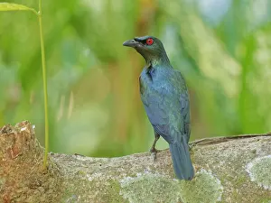 Malaysia: Asian Glossy Starling Aplonis panayensis Sabah