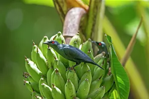 Kinabalu: Asian Glossy Starling perched on a bunch of bananas