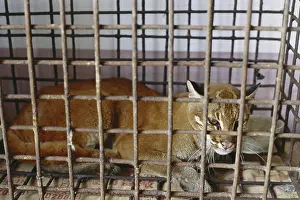 Rescue: Asian Golden Cat Confiscated From Poachers
