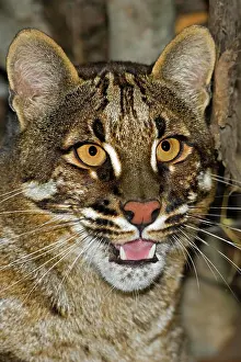 Temmincki: Asian Golden Cat or Temmink's Cat, catopuma temmincki