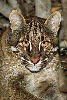 Temmincki: ASIAN GOLDEN CAT OR TEMMINK'S CAT catopuma temmincki