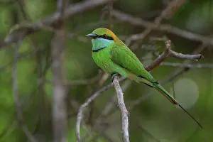Branches: Asian Green Bee-eater (Merops orientalis orientalis) on a branch