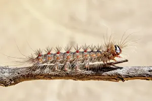 Dispar: Asian gypsy Moth (Lymantria dispar) caterpillar