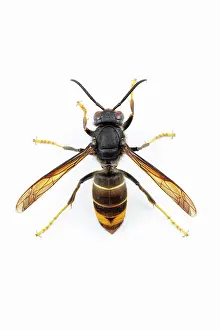 Invader: Asian Hornet - on white - Allariz, Galicia, Spain