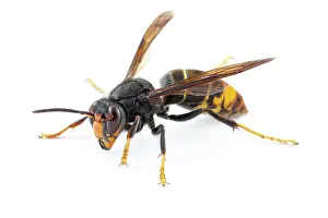 Invader: Asian Hornet - on white - Allariz, Galicia, Spain
