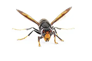 Invader: Asian Hornet - on white - Allariz, Galicia, Spain